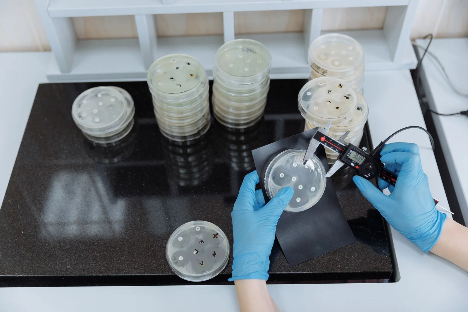 Lab technician measuring bacteria in petri dishes